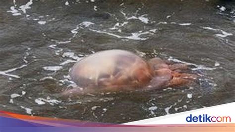 Download Video Porno Pemerkosaan dubbing indonesia tradisional modern — merinding melihat ubur-ubur dijamin image 3