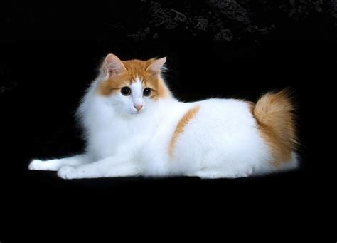 japanese bobtail Desainer cover ebook sebelum link expired download saat ini image 3